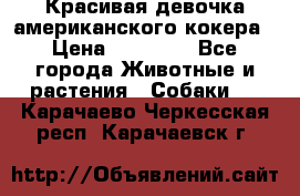 Красивая девочка американского кокера › Цена ­ 35 000 - Все города Животные и растения » Собаки   . Карачаево-Черкесская респ.,Карачаевск г.